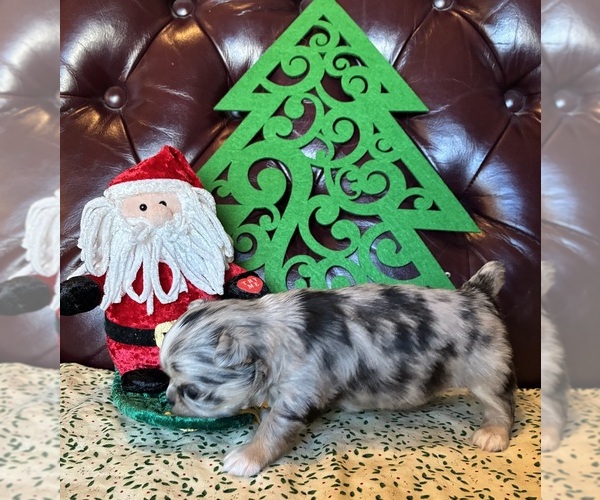 Medium Photo #2 Chihuahua Puppy For Sale in NEWVILLE, PA, USA