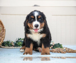 Image preview for Ad Listing. Nickname: Litter of 7