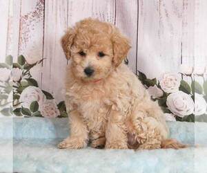 Bichpoo Puppy for sale in PENNS CREEK, PA, USA