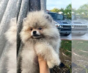 Pomeranian Puppy for sale in SUNNY ISL BCH, FL, USA