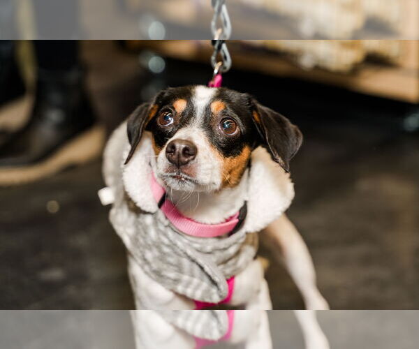 Medium Photo #3 Mutt Puppy For Sale in St. Louis Park, MN, USA