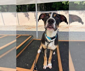 Mutt Dogs for adoption in Palmetto, FL, USA