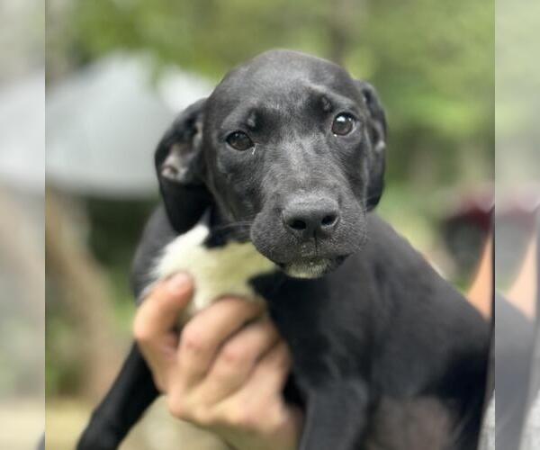 Medium Photo #1 Labrador Retriever-Unknown Mix Puppy For Sale in Yardley, PA, USA