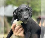 Small Labrador Retriever Mix