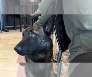 Mutt Dogs for adoption in Imlay City, MI, USA