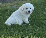 Small Photo #2 Great Pyrenees Puppy For Sale in DECATUR, IN, USA