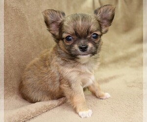 Chihuahua Puppy for sale in MUSKOGEE, OK, USA