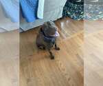 Small #2 Chocolate Labrador retriever Mix