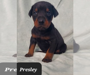 Doberman Pinscher Puppy for sale in POMEROY, OH, USA