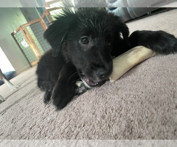 Medium Photo #2 Gollie Puppy For Sale in OSKALOOSA, IA, USA