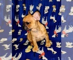 Small Photo #12 French Bulldog Puppy For Sale in N CHESTERFLD, VA, USA