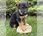 Delaney - Female German Shepherd Dog Puppy for Sale - Small photo