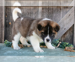 Puppy Spencer Akita