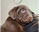 Puppy Brown Collar Labrador Retriever