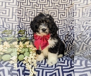 Bernedoodle (Miniature) Puppy for sale in RISING SUN, MD, USA