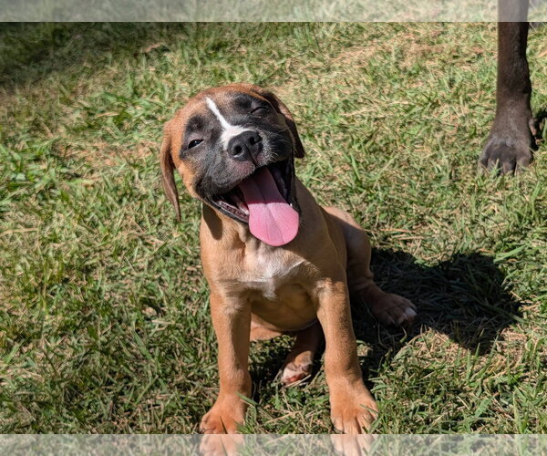Medium Photo #2 Mastiff-Unknown Mix Puppy For Sale in Greenville, SC, USA
