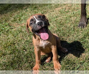 Rhianna - Female Mastiff-Unknown Mix Dog for Adoption - Photo #2