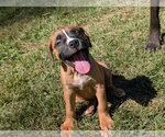 Small Photo #2 Mastiff-Unknown Mix Puppy For Sale in Greenville, SC, USA