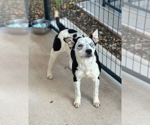 Medium Photo #4 Mutt Puppy For Sale in Oak Bluffs, MA, USA