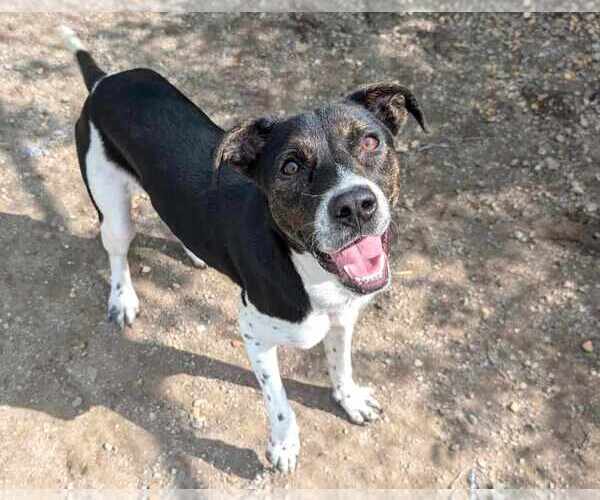 Medium Photo #6 Mutt Puppy For Sale in Anniston, AL, USA