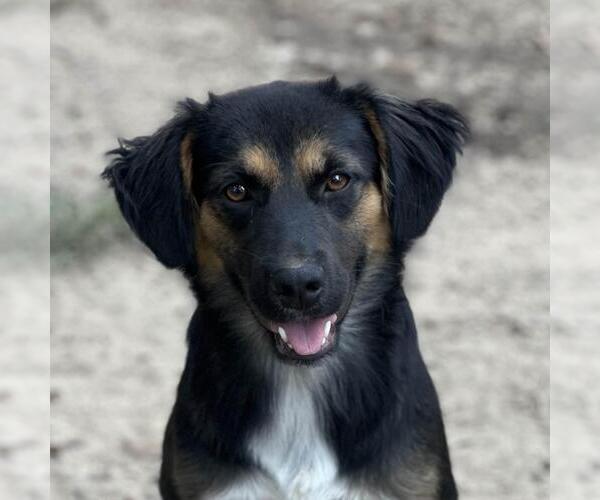 Medium Photo #1 Retriever -Unknown Mix Puppy For Sale in Yardley, PA, USA