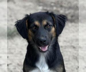 Retriever -Unknown Mix Dogs for adoption in Yardley, PA, USA