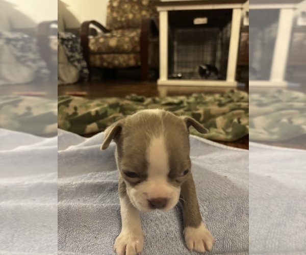 Medium Photo #1 Boston Terrier Puppy For Sale in HOWELL, NJ, USA