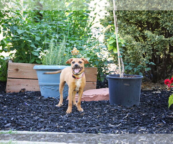 Medium Photo #4 Mutt Puppy For Sale in Sandy, UT, USA