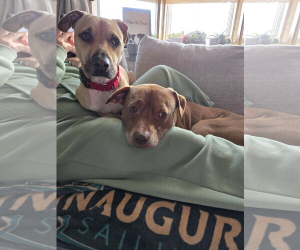 Medium Photo #9 Black Mouth Cur-Labrador Retriever Mix Puppy For Sale in Rockaway, NJ, USA