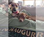 Small #8 Black Mouth Cur-Labrador Retriever Mix