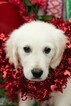 Small Photo #6 English Cream Golden Retriever Puppy For Sale in PLYMOUTH, OH, USA