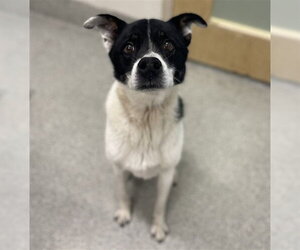 Border-Aussie Dogs for adoption in Fort Collins, CO, USA