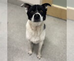 Small Border-Aussie