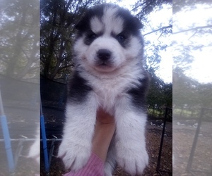 Siberian Husky Puppy for sale in FLORENCE, SC, USA