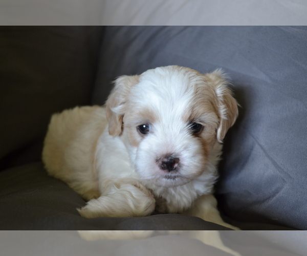 Medium Photo #4 Mal-Shi Puppy For Sale in GREENWOOD, WI, USA