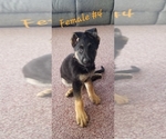 Small Photo #3 German Shepherd Dog Puppy For Sale in BLUFFTON, IN, USA