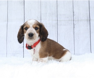 Dachshund Puppy for sale in INDEPENDENCE, IA, USA