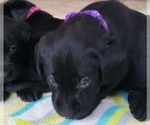 Small Photo #144 Labrador Retriever Puppy For Sale in OLYMPIA, WA, USA