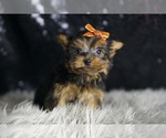 Small #3 Yorkshire Terrier