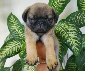 Pug Puppy for sale in FISHERS, IN, USA