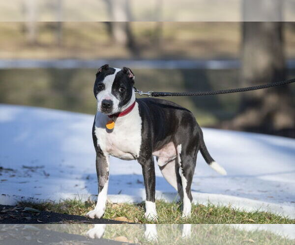 Medium Photo #3 American Staffordshire Terrier-Unknown Mix Puppy For Sale in Arlington, VA, USA