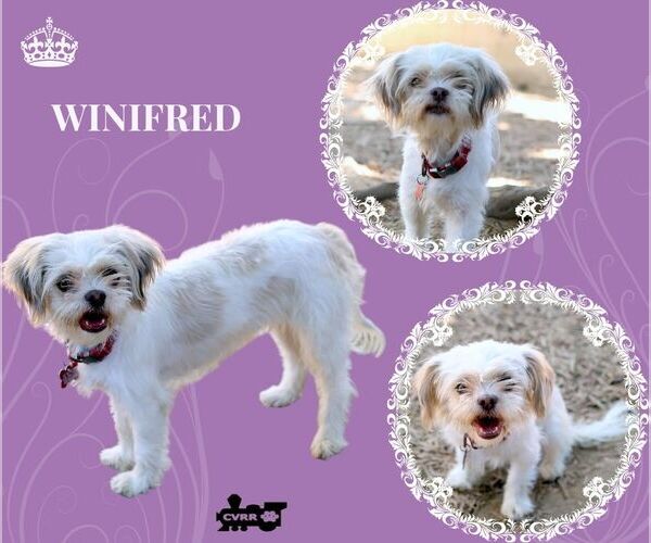 Medium Photo #1 Shih-Poo Puppy For Sale in Lindsay, CA, USA