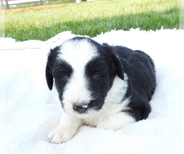 Medium Photo #5 Bordoodle Puppy For Sale in CARLISLE, KY, USA