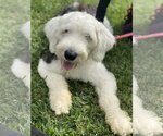 Small Photo #4 Old English Sheepdog-Unknown Mix Puppy For Sale in Miami, FL, USA