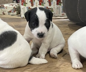 Jack Russell Terrier Puppy for sale in WEISER, ID, USA