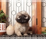 Puppy Cash Shih Tzu
