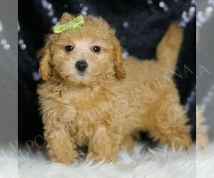 Maltipoo Puppy for sale in WARSAW, IN, USA