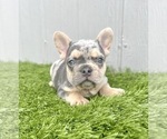 Small Photo #3 French Bulldog Puppy For Sale in ALBUQUERQUE, NM, USA
