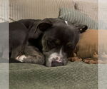 Small #3 American Pit Bull Terrier Mix