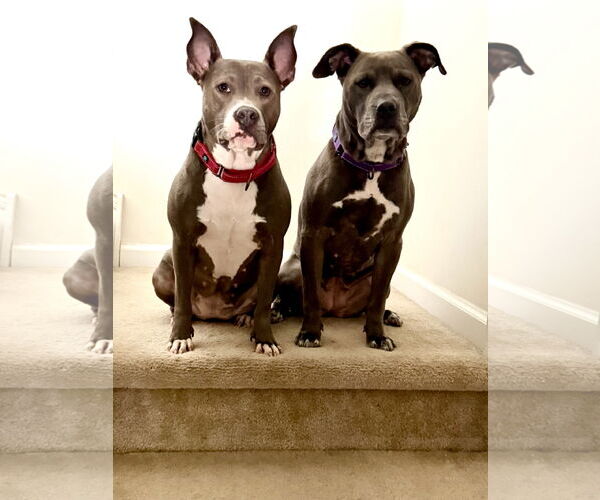 Medium Photo #28 Mutt Puppy For Sale in Mount Laurel, NJ, USA